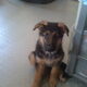 Benji 11 weken