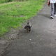 boris is de gelukkigste hond