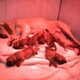 Fila Brasileiro puppy,s