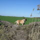 Een wandeling met Diesel