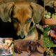 Dag lieverdje (geschreven op 4 oktober 2009)