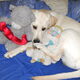 Dierenarts met Lucky