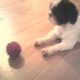 bal met een piep