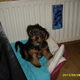onze droopy