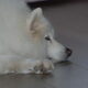 Onze kira