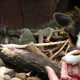 Naar de dierentuin geweest