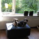 Onze Youp heeft een hernia
