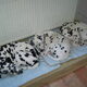 4 Honden!