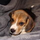 Oliver onze nieuwe Beagle pup.