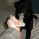 Met spoed naar de dierenarts.