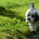 Herfst en Tibo