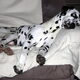 Mijn naam is Joppe, ik ben een dalmatier.