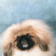 Verdwenen pekingees
