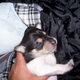 onze kleine pupjes nu 11 dagen jong