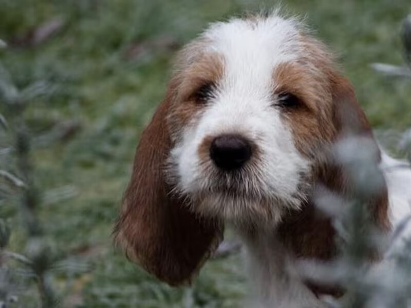 Grands Bassets Griffons Vendéens