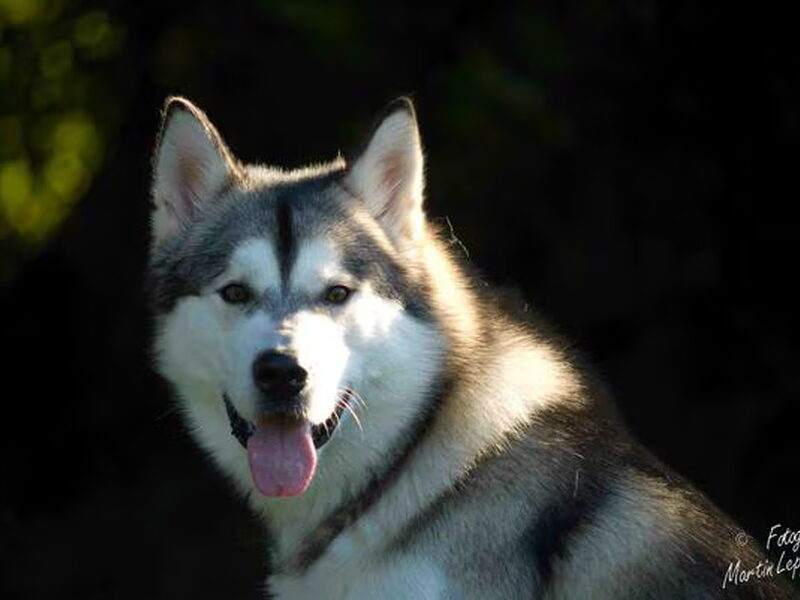Alaskan Malamute