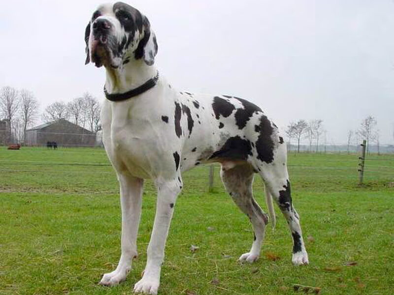 Duitse Dog