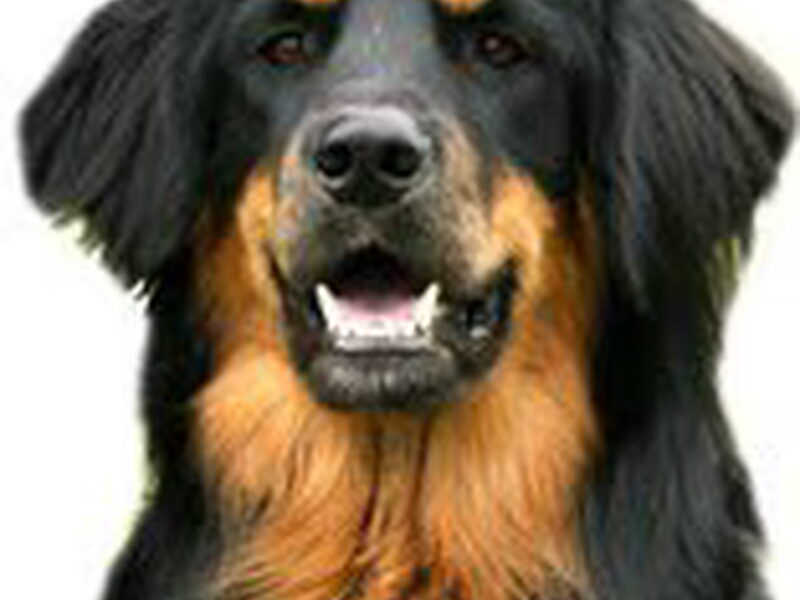 Hovawart