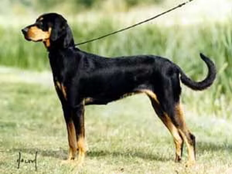 Erdélyi Kopó