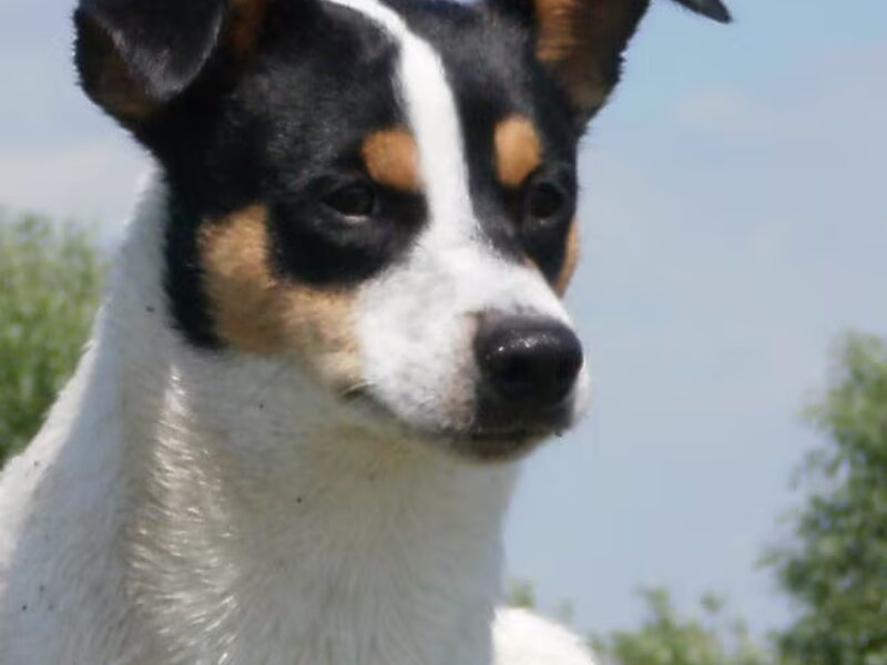 Boerenfox