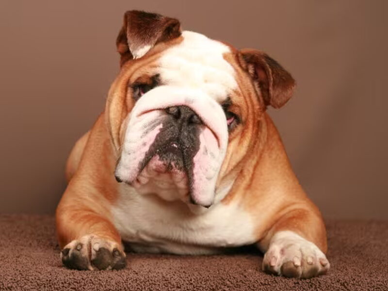 Engelse Bulldog