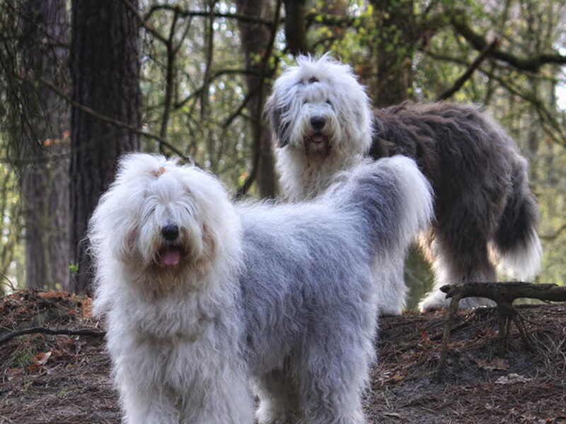 Old English Sheepdog
