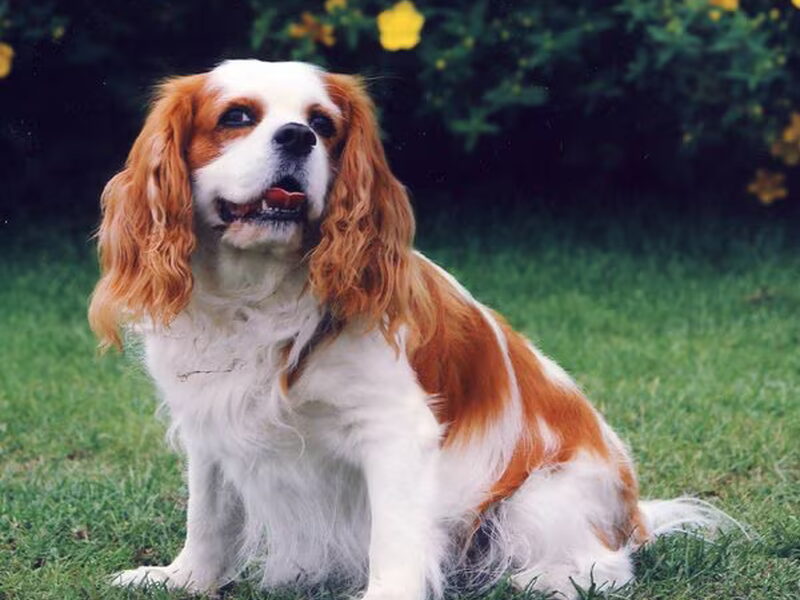 Cavalier King Charles Spaniel