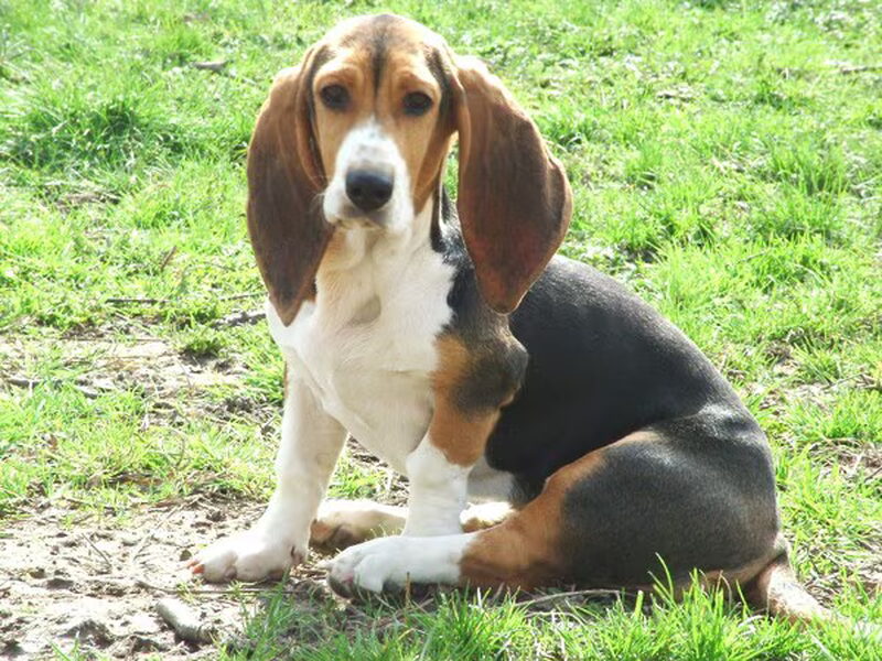 Basset Artesien Normand