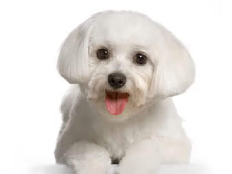 Maltezer