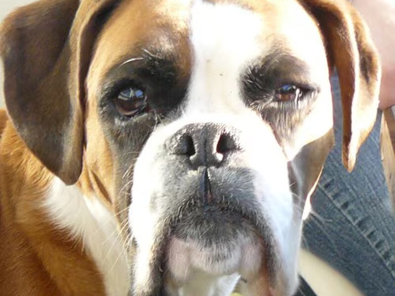 Boxer