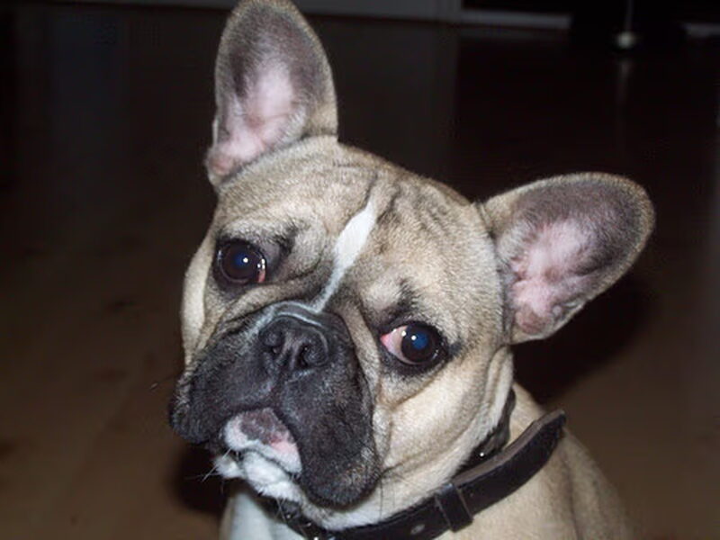 Franse Bulldog