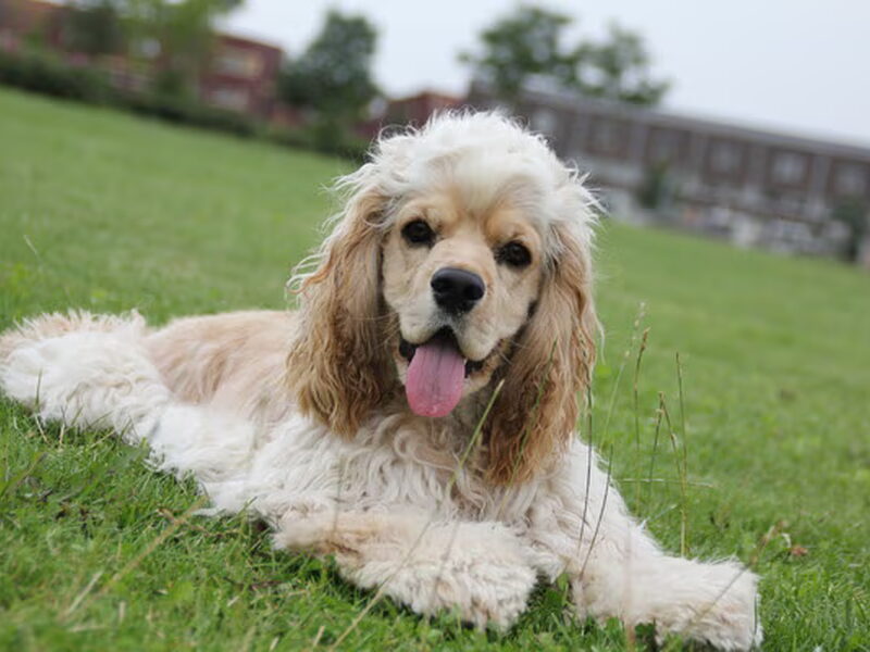 Amerikaanse Cockerspaniel