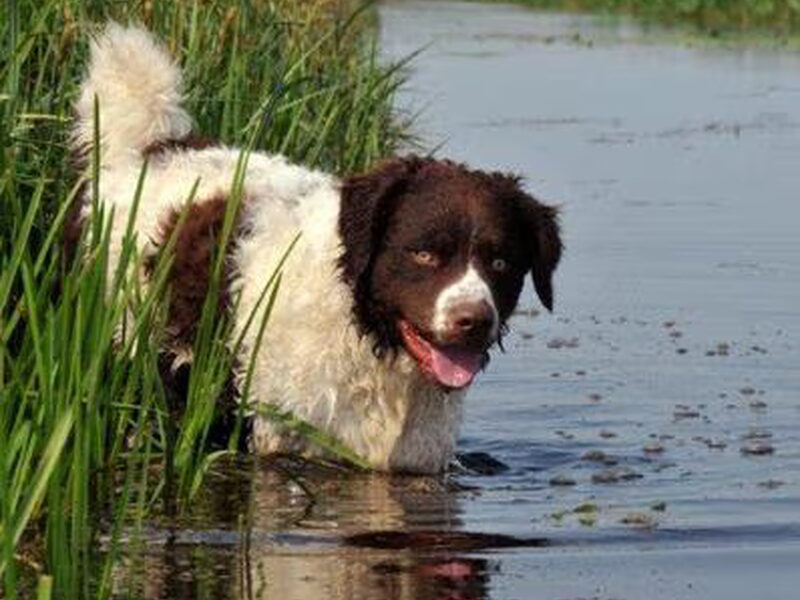 Wetterhoun