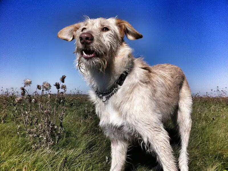 Podenco Ibicenco
