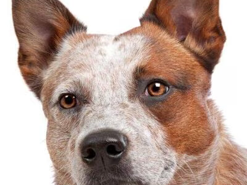Australian Cattle Dog