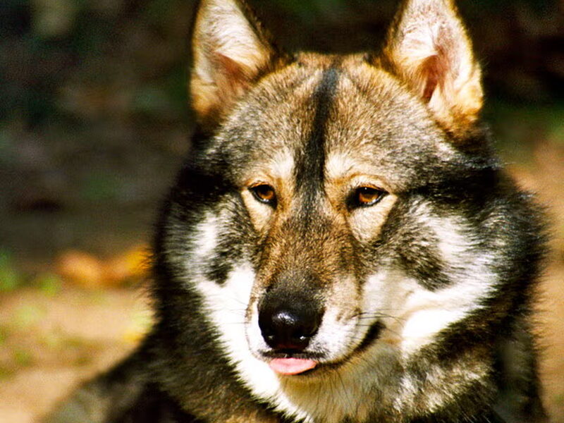 Laika, West Siberische