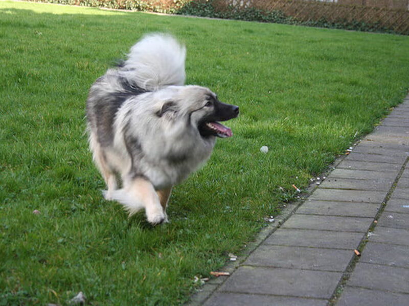 Grote Keeshond, wolfsgrijs