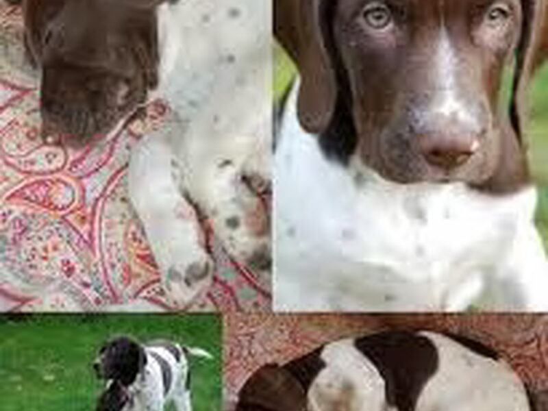 Gammel Dansk Hønsehund