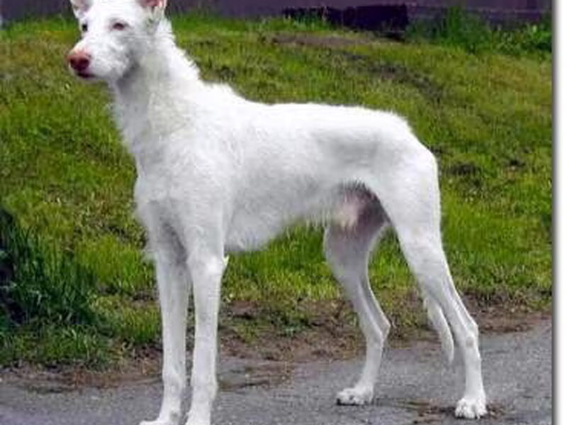 Podenco Ibicenco, ruwhaar