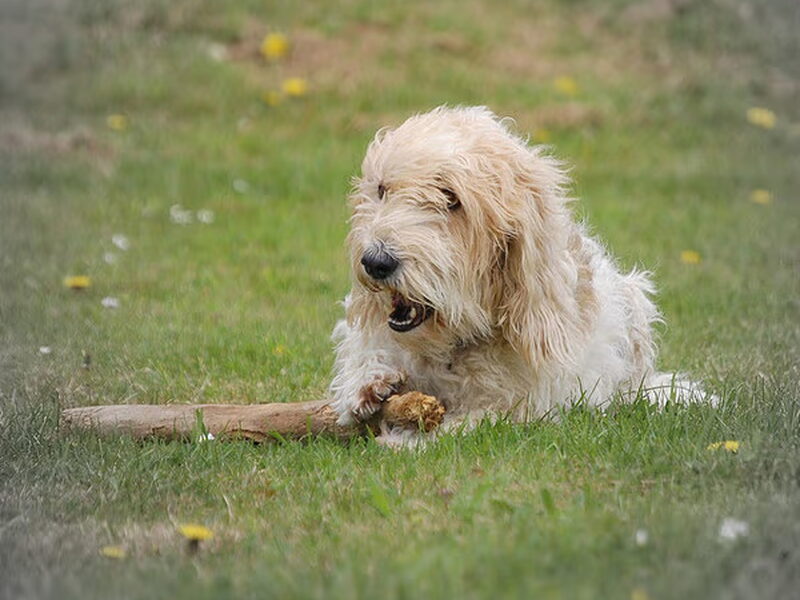 Petit Basset griffon vendéen