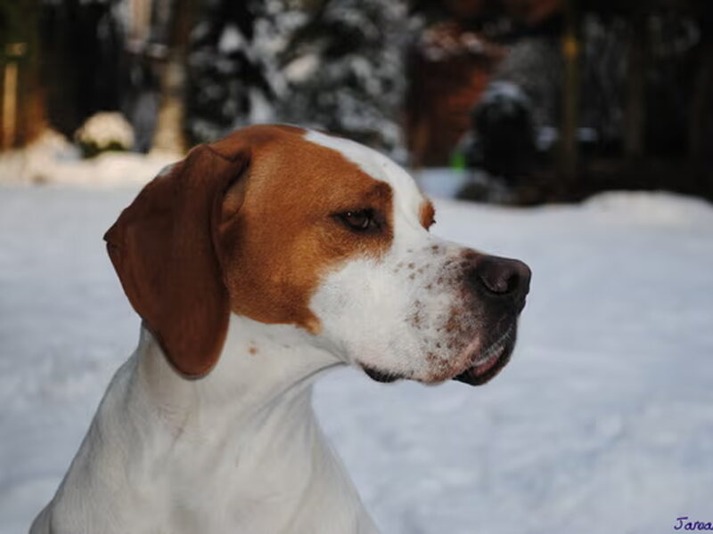 Pointer