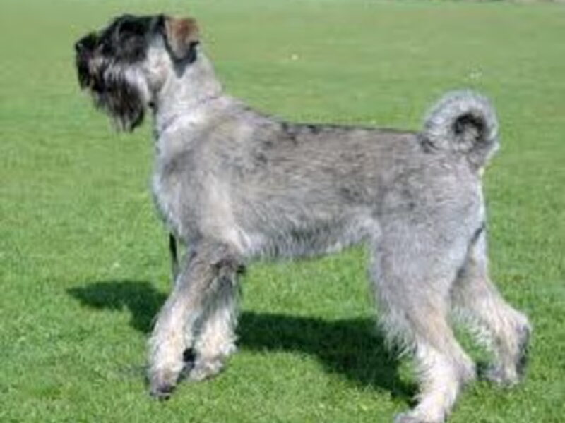 Riesenschnauzer, peper en zout
