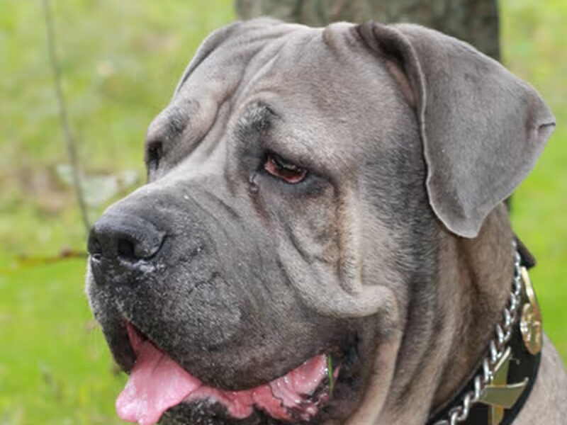 Cane Corso