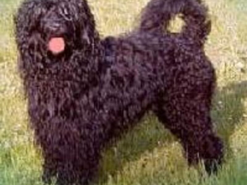 Cão de Agua Português