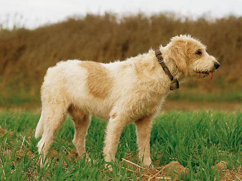 Briquet griffon vendéen