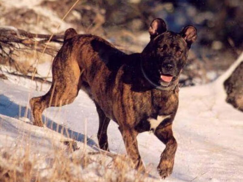 Cão Fila de São Miguel