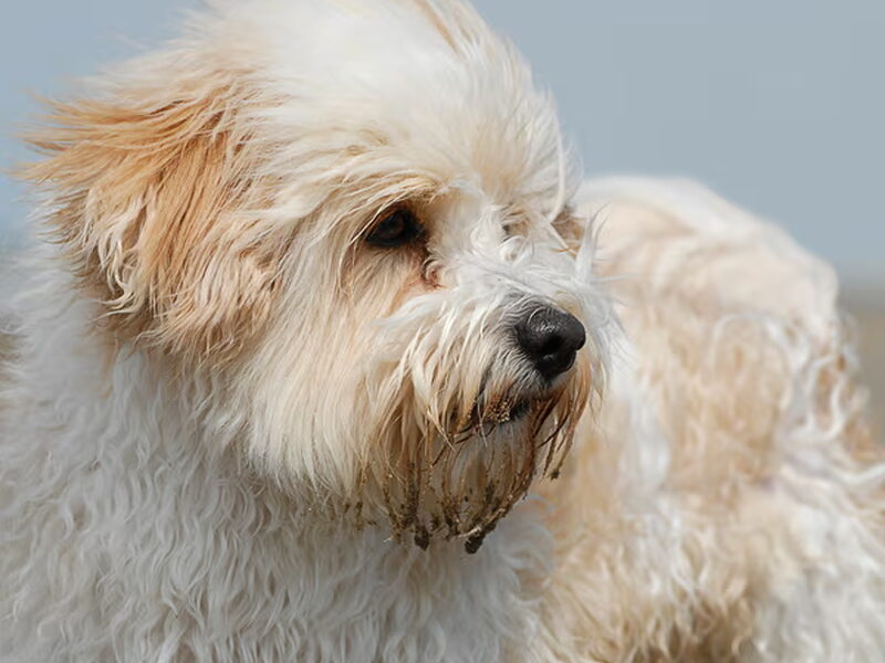 Coton de Tulear