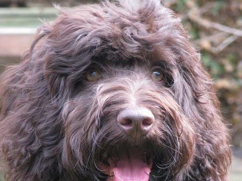 Labradoodle