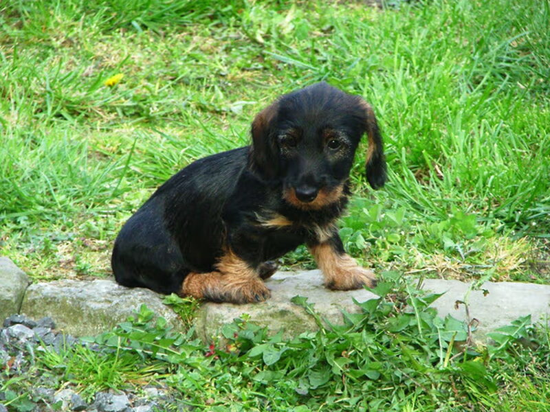 Kaninchen Dashond, ruwhaar