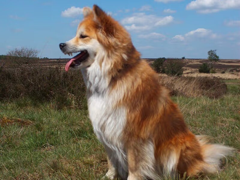 IJslandse Hond